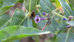 Camponotus punctulatus