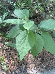 Callicarpa americana