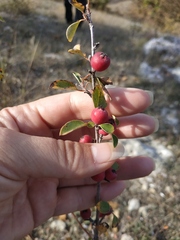 Cotoneaster tauricus