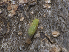 Psyllidae