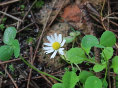 Bellis annua