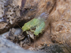 Psyllidae