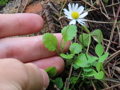 Bellis annua