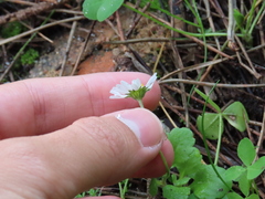 Bellis annua