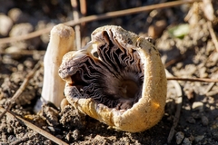 Coprinellus bipellis