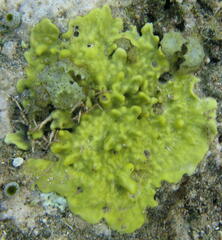 Porifera