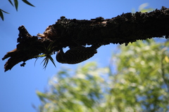 Dryobates spilogaster