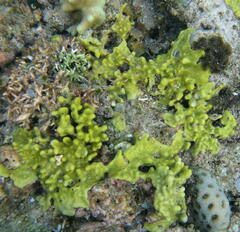 Porifera