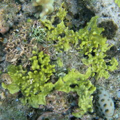 Porifera
