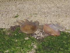 Catostylus tagi