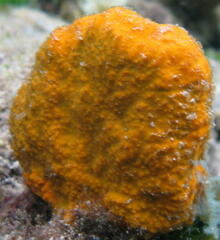 Porifera