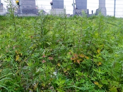 Artemisia verlotiorum