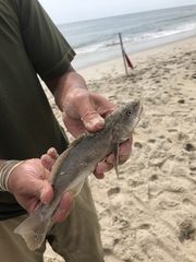 Menticirrhus americanus