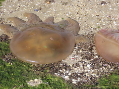 Catostylus tagi