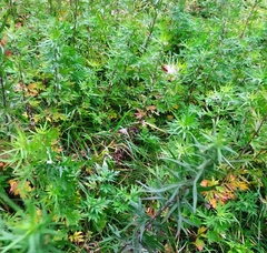 Artemisia verlotiorum