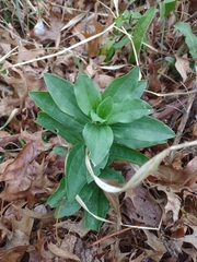 Frasera caroliniensis