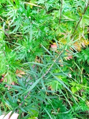 Artemisia verlotiorum