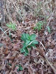 Frasera caroliniensis