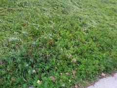 Artemisia verlotiorum