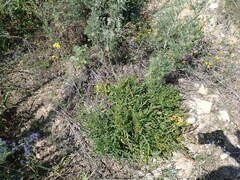 Diplotaxis tenuifolia