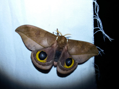 Automeris melanops