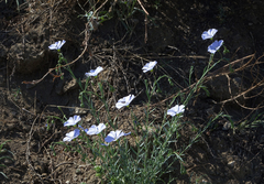 Linum perenne