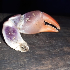 Gecarcinus lateralis