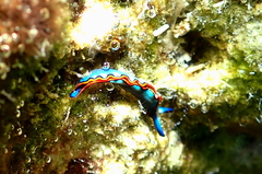 Thuridilla indopacifica