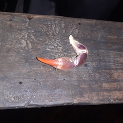 Gecarcinus lateralis