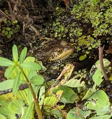 Lithobates