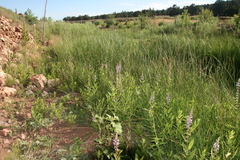 Stachys pilosa
