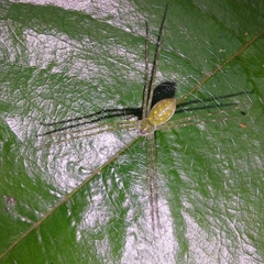 Thaumasia
