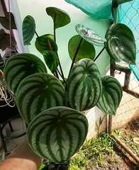 Peperomia argyreia