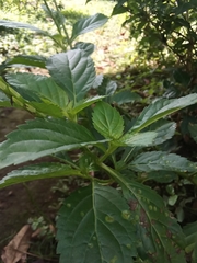 Stachytarpheta jamaicensis