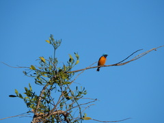 Chlorophonia elegantissima