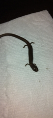 Batrachoseps nigriventris