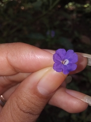 Stachytarpheta jamaicensis