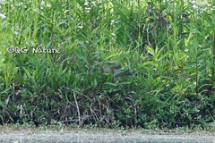 Ixobrychus eurhythmus