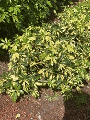 Heptapleurum arboricola