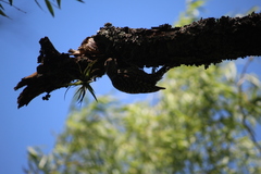 Dryobates spilogaster