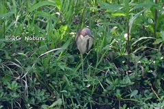 Ixobrychus eurhythmus