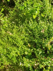 Clinopodium carolinianum