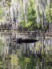 Pseudemys peninsularis