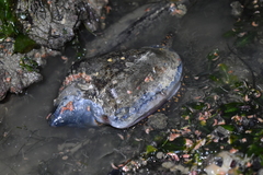 Cymbiola nobilis