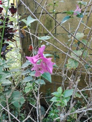 Bougainvillea glabra