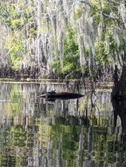 Pseudemys peninsularis