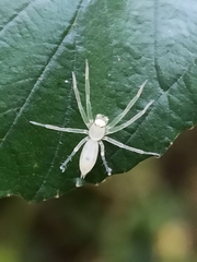 Araneae