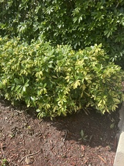 Heptapleurum arboricola