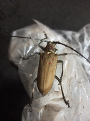 Batocera rufomaculata