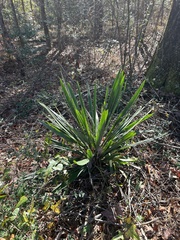 Yucca filamentosa